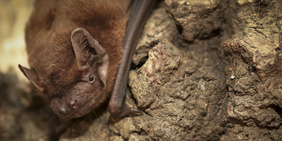 Bats for Beginners